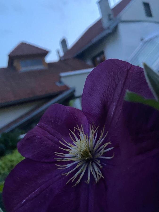 Gasthof Zum Mohrn Oberwoelz Stadt Екстер'єр фото